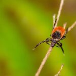 Tick Prevention