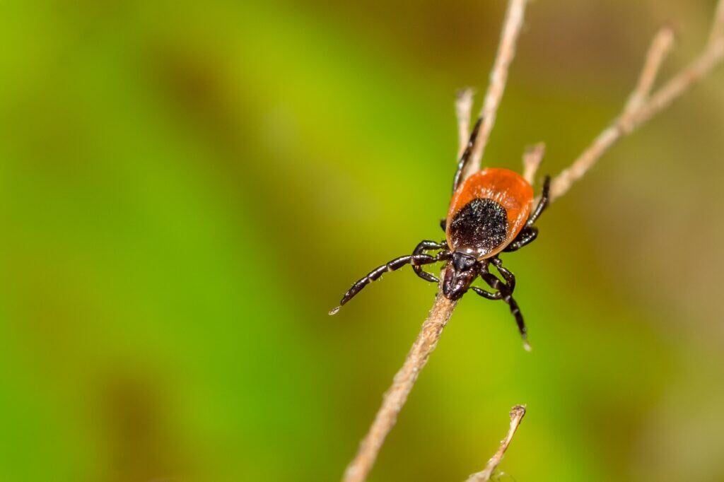 Tick Prevention